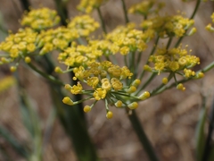 Foeniculum vulgare