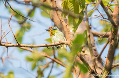 Psilopogon rubricapillus