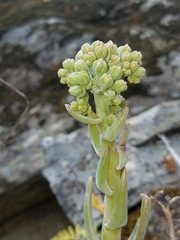 Dudleya virens insularis