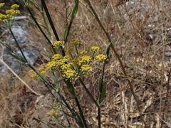 Foeniculum vulgare