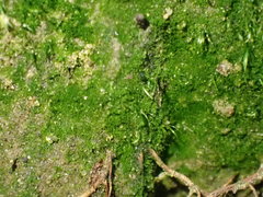 Dicranella heteromalla