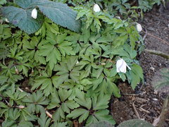 Anemonoides nemorosa