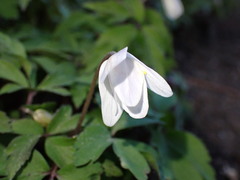Anemonoides nemorosa
