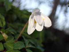 Anemonoides nemorosa
