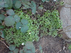 Anemonoides nemorosa