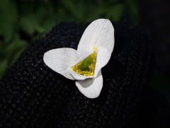 Anemonoides nemorosa