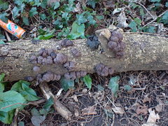 Daldinia concentrica