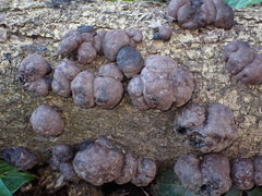 Daldinia concentrica