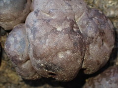 Daldinia concentrica