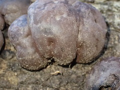 Daldinia concentrica