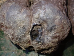 Daldinia concentrica
