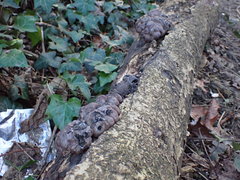 Daldinia concentrica