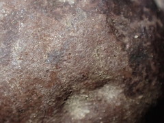 Daldinia concentrica