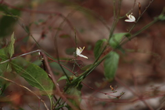 Carlowrightia arizonica