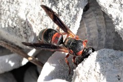 Euodynerus apopkensis