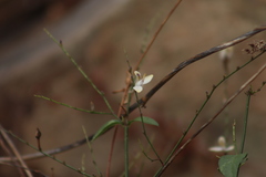 Carlowrightia arizonica