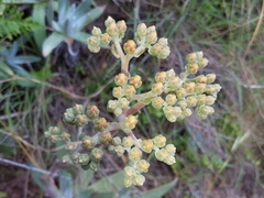 Dudleya virens insularis
