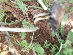 Fungi