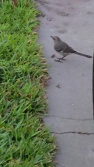 Mimus polyglottos image