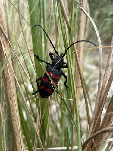 Cape Longhorn Beetle