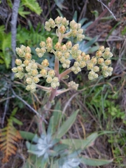 Dudleya virens insularis