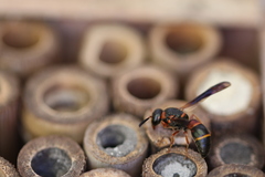 Euodynerus apopkensis