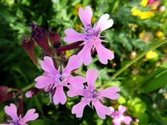 Silene aegyptiaca