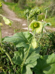 Bryonia syriaca