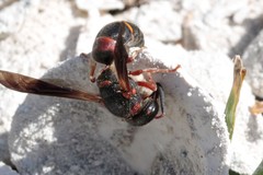 Euodynerus apopkensis