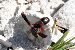 Euodynerus apopkensis