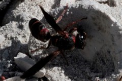 Euodynerus apopkensis