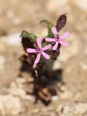 Saponaria