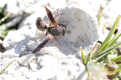 Euodynerus apopkensis