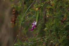 Ramirezella