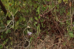 Ramirezella