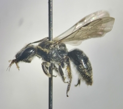 Anthrenoides