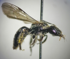 Anthrenoides