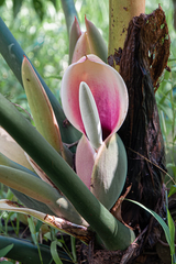 Philodendron sagittifolium