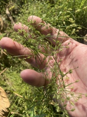 Fimbristylis squarrosa