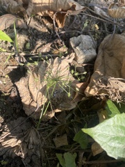 Fimbristylis squarrosa