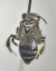 Anthrenoides