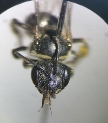 Anthrenoides
