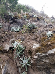 Dudleya virens insularis