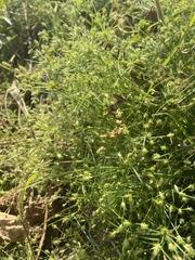 Fimbristylis squarrosa