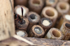 Euodynerus apopkensis