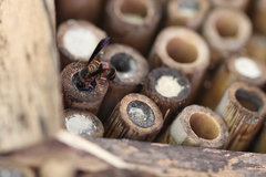 Euodynerus apopkensis