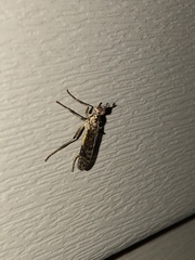 Boreothrinax maculipennis