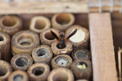 Euodynerus apopkensis