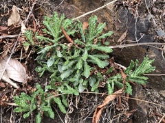 Pseudognaphalium hypoleucum