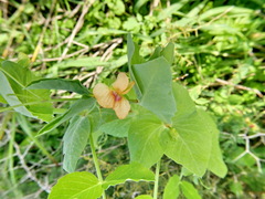 Pisum fulvum